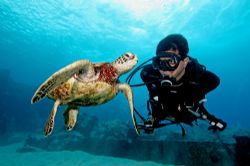 In Hawaii you can expect to dive with Green sea turtles o... by Stuart Ganz 
